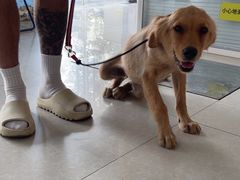 -瑞派福兴宠物医院犬猫全科·骨科·中西医结合(河东店)