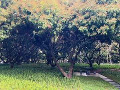 -荔香公园