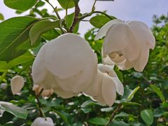 -大连天门山国家森林公园