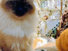 -喵屿·大理花园猫咖