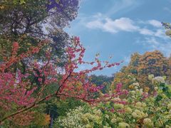 -铁山坪森林公园