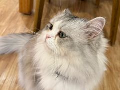 -猫小主咖啡·猫咖cat cafe(福田店)