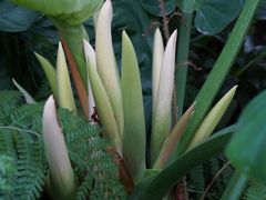 -国家植物园南园