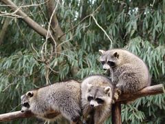 -杭州野生动物世界