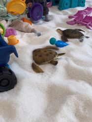 -超级奈尔宝SUPER NEOBIO(杭州星光店)