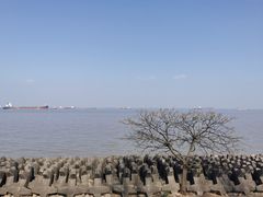 -上海滨江森林公园