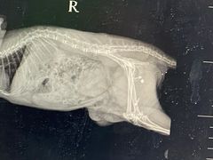 -瑞派·关忠动物医院·异宠专科·犬猫肿瘤·皮肤专科(望京店)