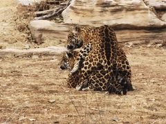 -北京野生动物园