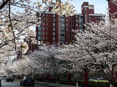 -高东镇樱花园