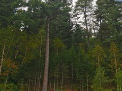 -五营红松林海景区