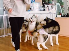 -Husky Go! 哈士奇体验馆·宠物咖啡厅狗咖