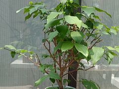 -花锦堂·隐庐