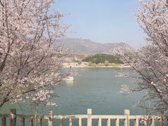 -樱花山风景区