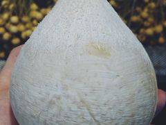 泰国椰皇-水果天空(东葛店)