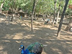 -石家庄市动物园