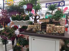 -荷兰花海