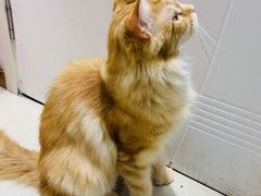 -藏猫猫咖啡主题馆(中央大道店)