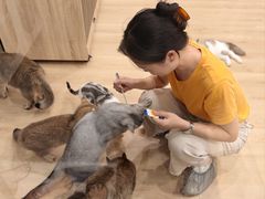 -有喵·猫咖·狗咖·30几只猫10只小狗(岗厦店)