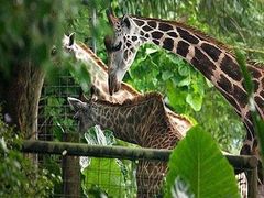 -大连森林动物园