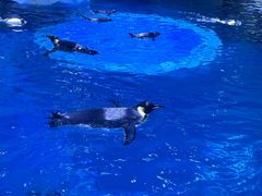 -上海海昌海洋公园