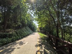 -银湖山郊野公园-相思林