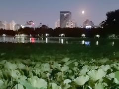 -莲花池公园