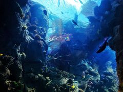 -迪拜帆船酒店海底餐厅