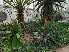 -北京植物园-展览温室