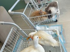 -怪兽屋·羊驼·猫咖·狗咖(俊华广场店)