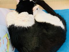 -Anne猫窝咖啡屋