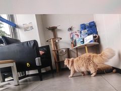 -爱诺耐芙动物医院(万博店)