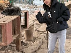 -宫城藏王狐狸村