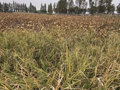 -洪湖生态旅游区