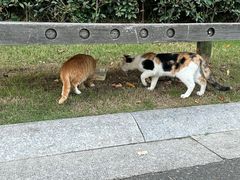 -青枫公园