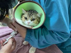 -动物缘宠物医院·骨科·猫科(西二环店)