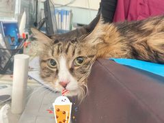 -瑞派·关忠动物医院·猫专科·犬专科(三环新城店)