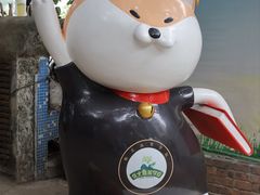 -柴犬高等学院·狗咖·柴犬售卖·宠物训练