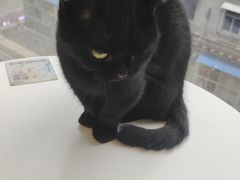 -怪兽屋·羊驼·猫咖·狗咖(俊华广场店)