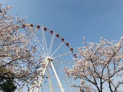 -顾村公园