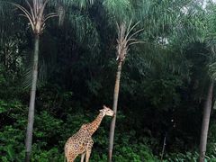 -广州长隆野生动物世界