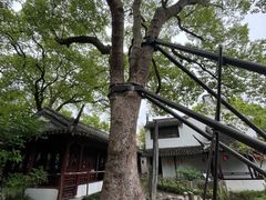 -上海醉白池公园