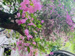 -深圳国际园林花卉博览园