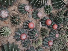 -深圳仙湖植物园