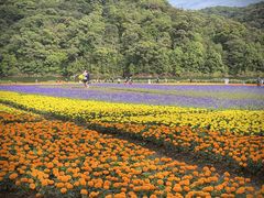 -广州市石门国家森林公园