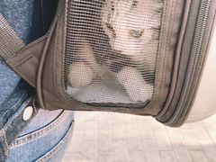 -美联众合动物医院·24h京西诊疗中心