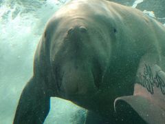 -悉尼海洋生物水族馆
