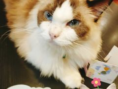 -猫小院猫主题咖啡厅(北锣店)