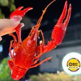 中山人真會吃🇨🇳小龍蝦🦞好大隻‼️