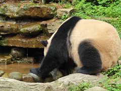 -中国大熊猫保护研究中心雅安碧峰峡基地