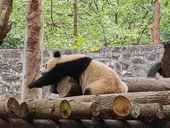 -都江堰中华大熊猫苑